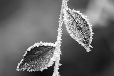 A couple of frozen leaves